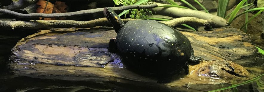 Spotted Turtle on log